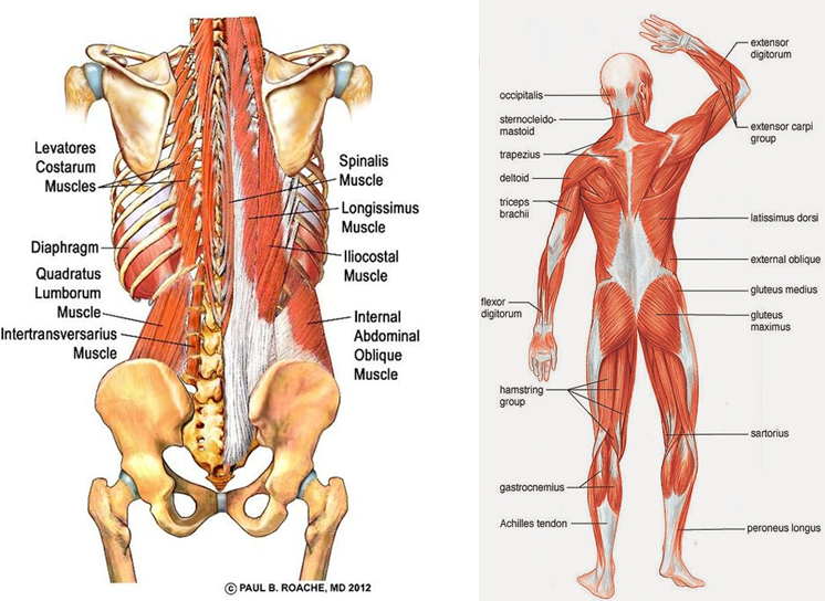 تصویر آناتومیک عضلات ستون فقرات 