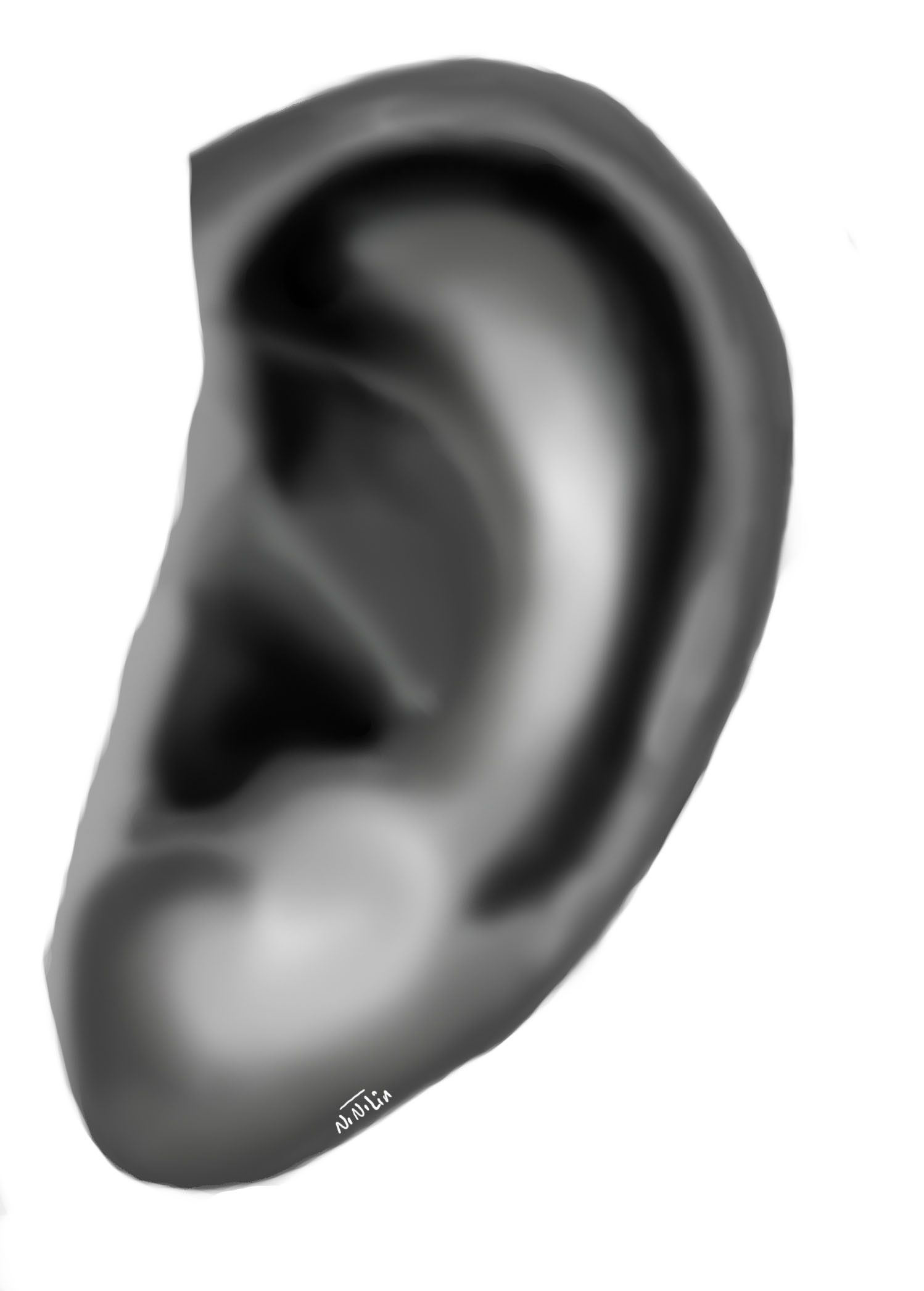 ears_1.jpg