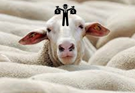 سیاهی گوسفندان رومانیایی، برای صنایع گوشت استان، خیک روغن نبود، خوک بود.