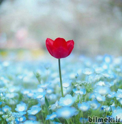 زیبایی های جهان هستی