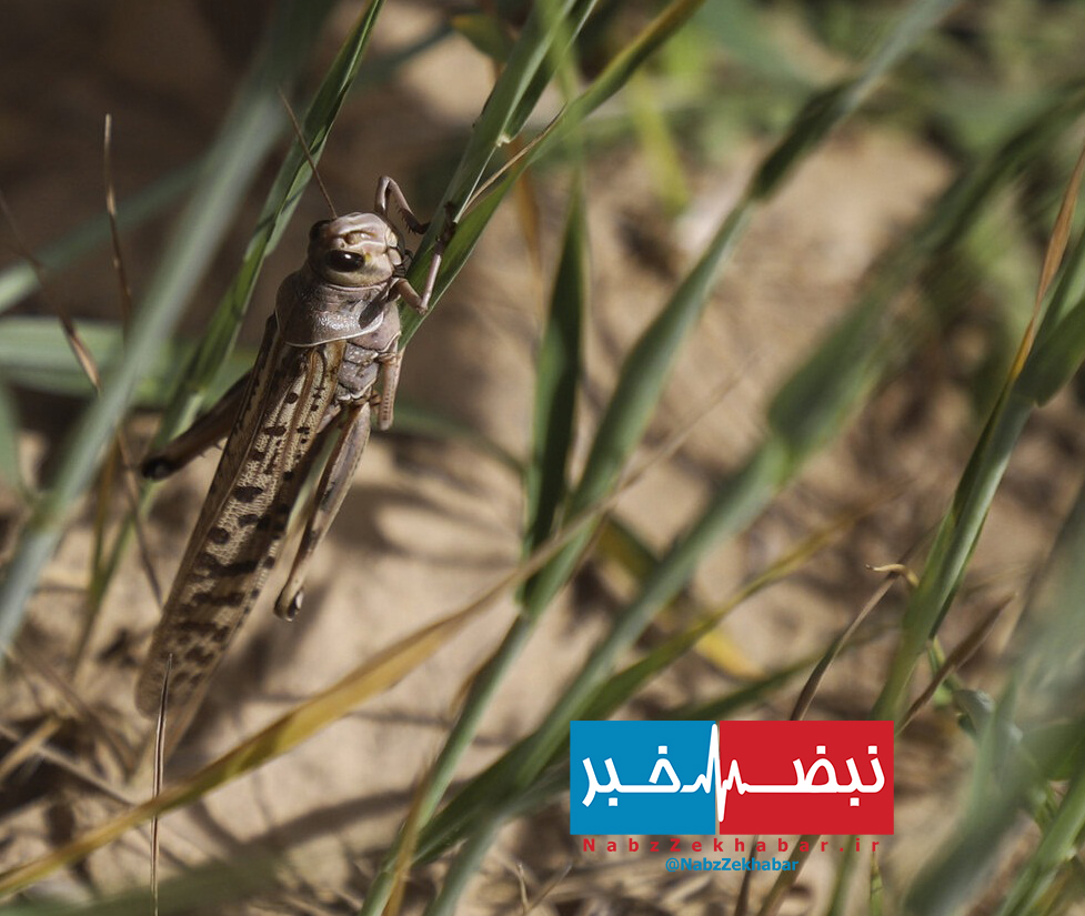 سطح مبارزه با ملخ صحرایی به حدود ۱۸ هزار هکتار در ۵ استان رسید 1 827553 605