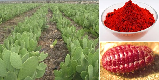 پرورش حشره‌ای مفید و اقتصادی به نام «قرمزدانه» با کاشت گیاه کاکتوس در استان سیستان و بلوچستان