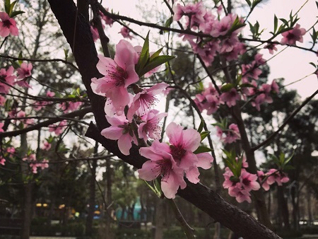 بهار تو راهه ... به شکوفه ها فکر کن...