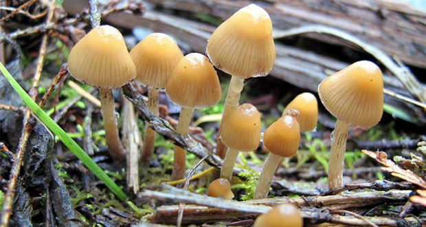 http://s7.picofile.com/file/8391828700/magic_mushrooms.jpg