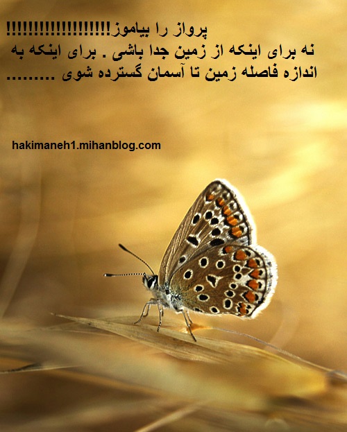 سخنان حکیمانه - پرواز