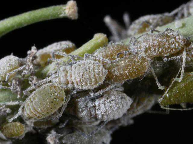شته مومی کلم(Cabbage aphid) Brevicoryne brassicae