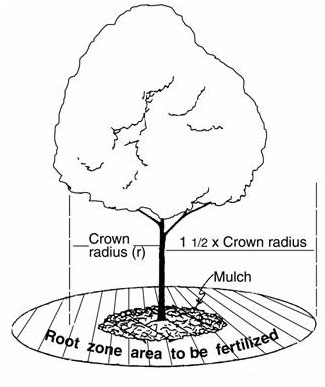 فاصله مناسب حفر کانال از تنه درخت در اجرای روش چالکود