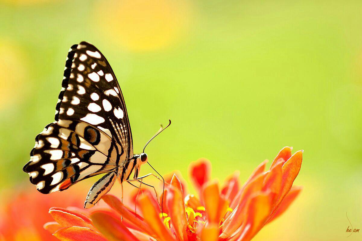 پروانه های ایران - Papilio demoleus