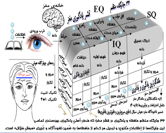 ساختار قشر یادگیریِ مغز انسان